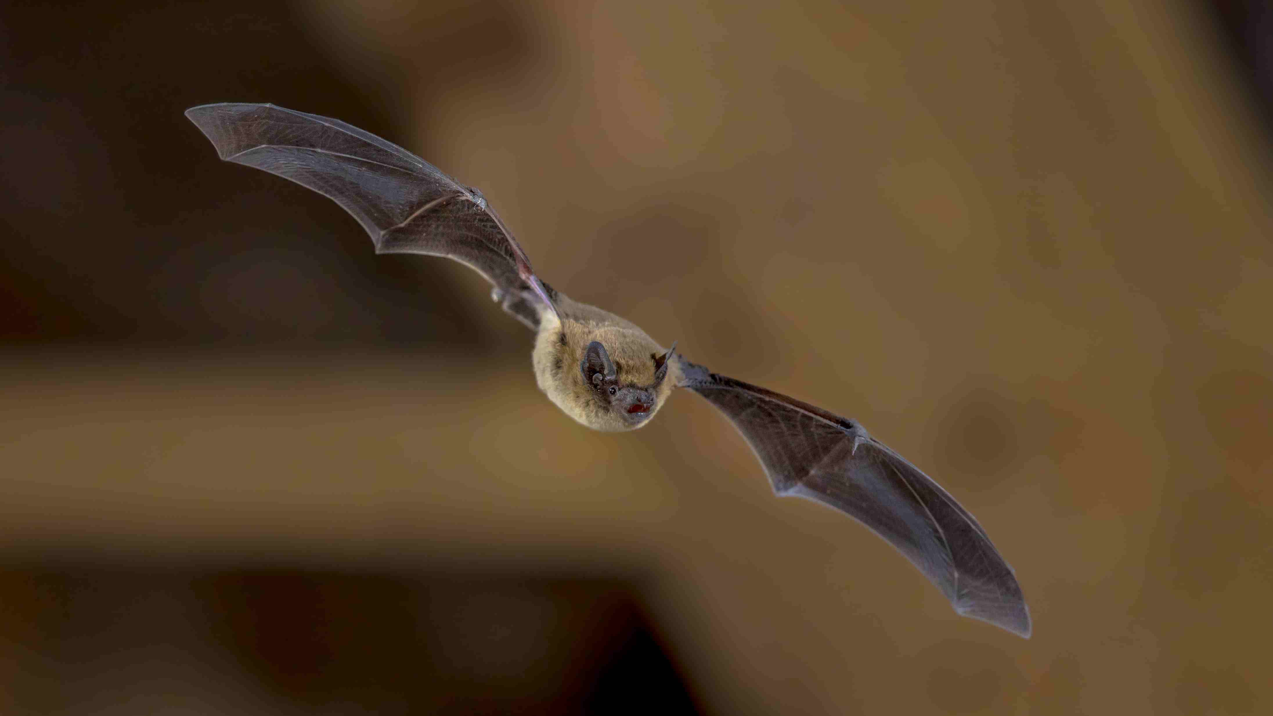 Are Bats Mammals? Bat Roosts, Reproduction, and more