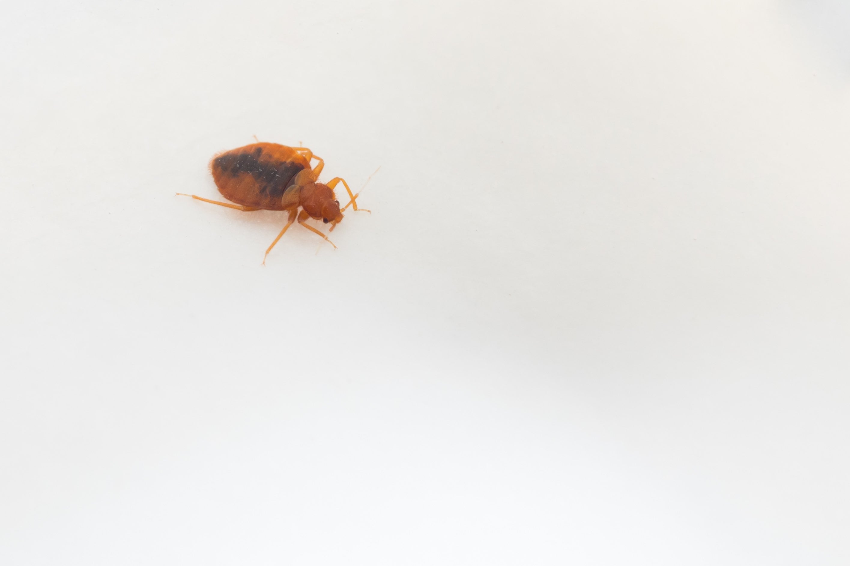 bed bug