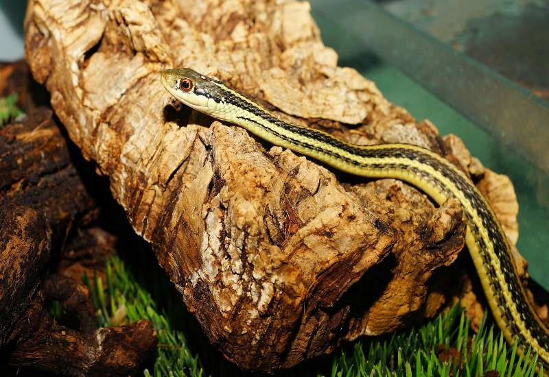 Are Garter Snakes Poisonous Shed The