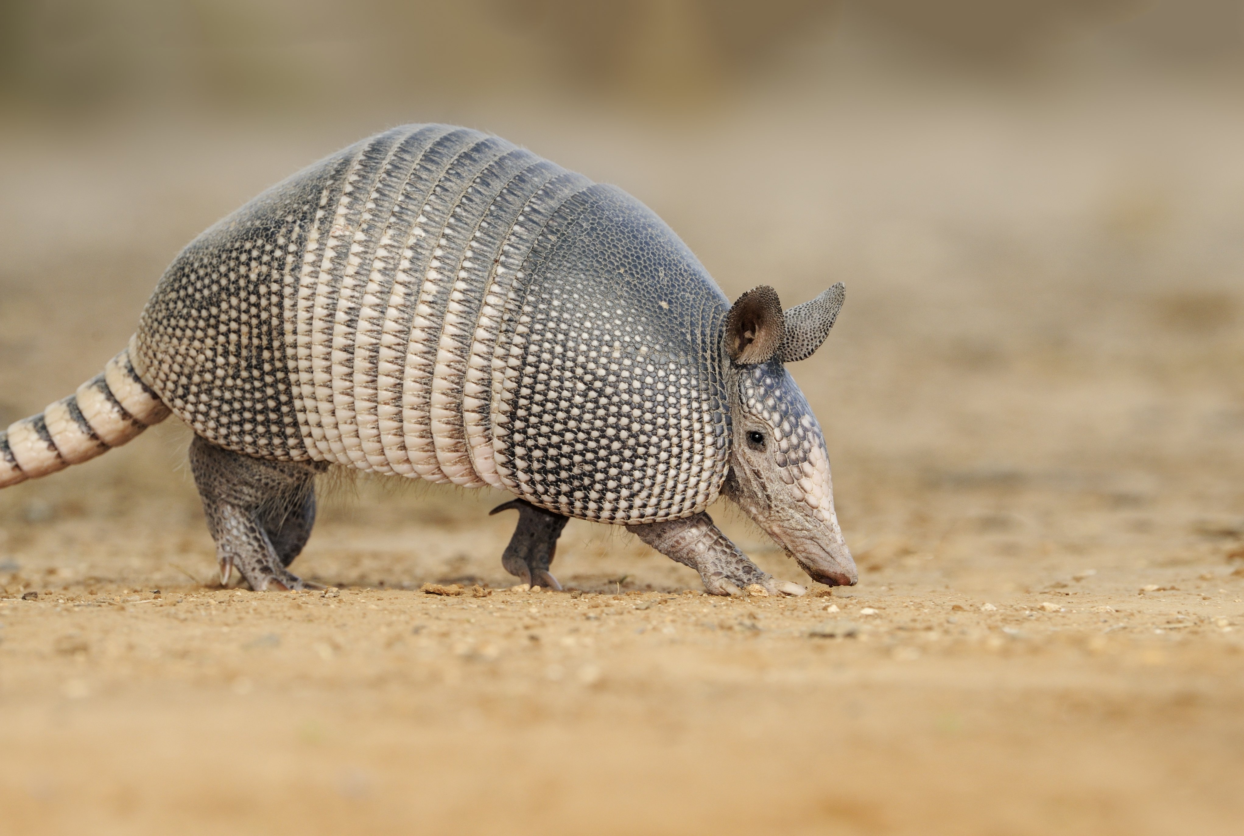 armadillo