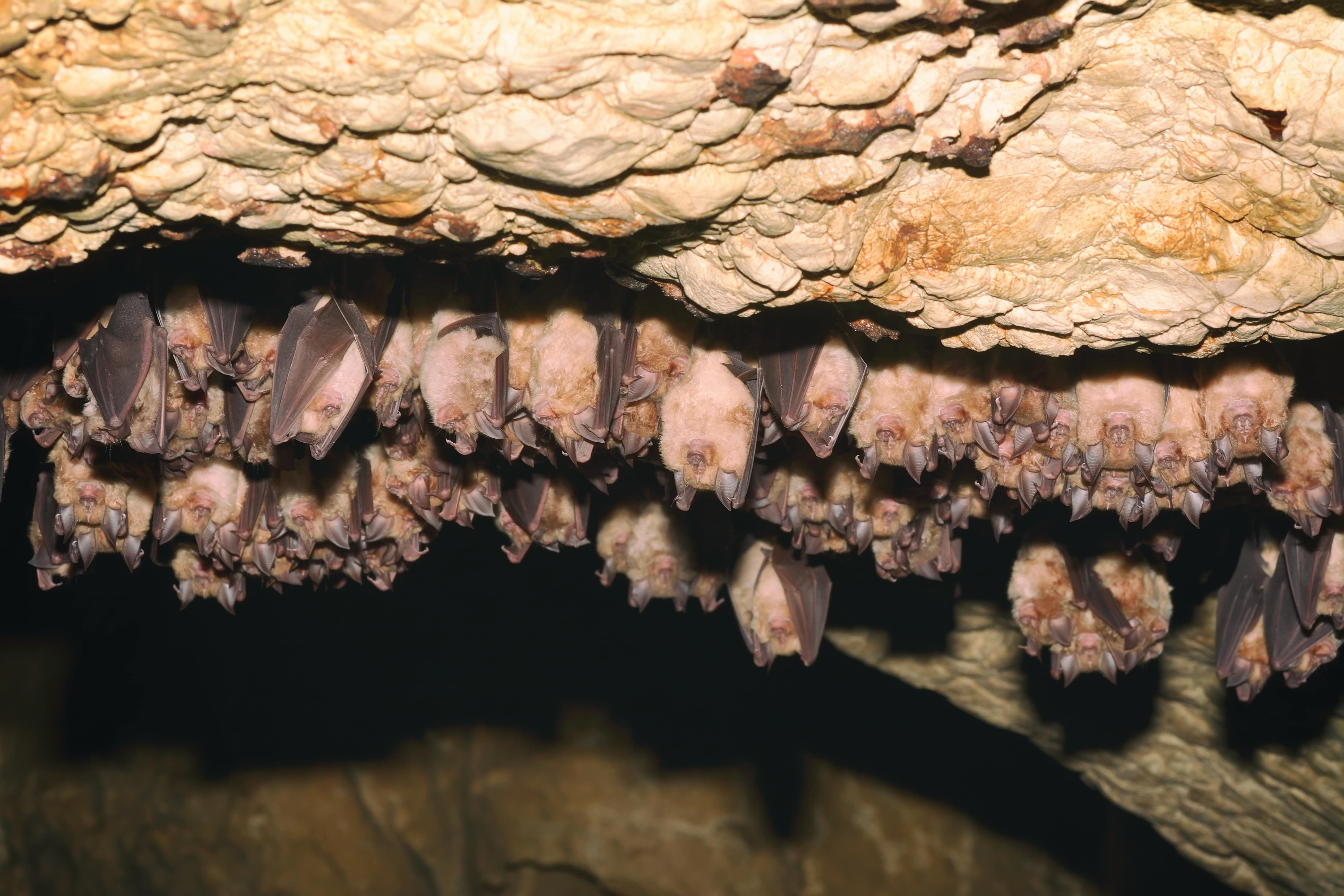 bats sleep upside down