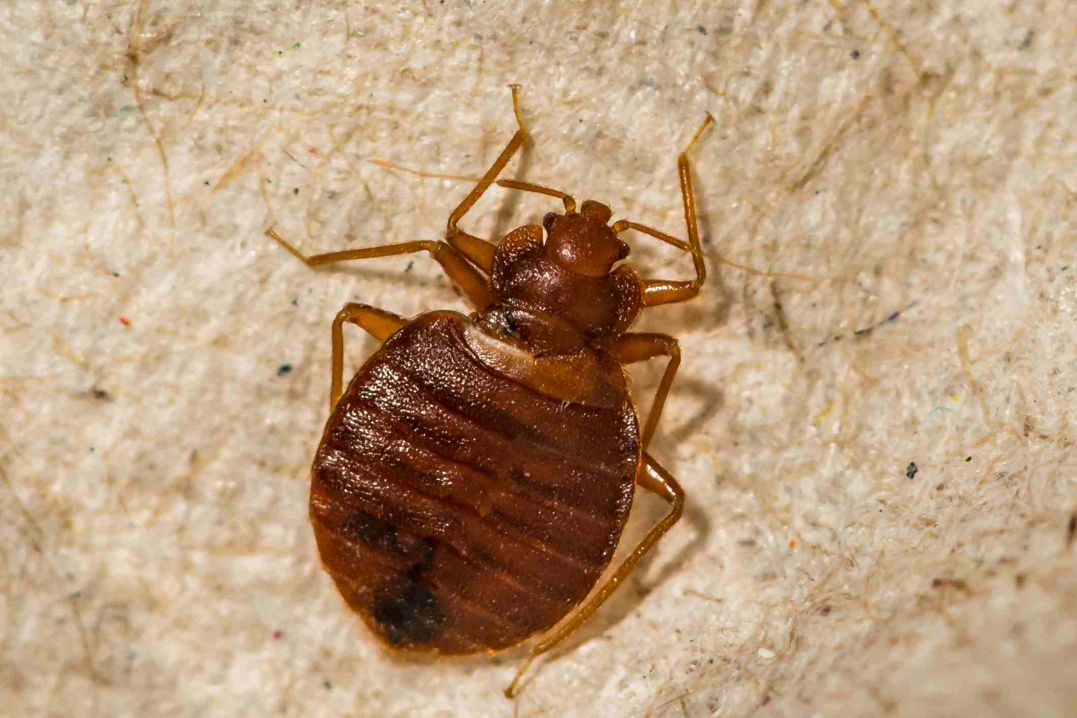 Termined Bug Bed Bugs vs Mites & Dust Mites: Bites & Nests | Terminix