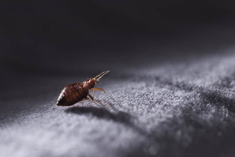 bed bug on sheet