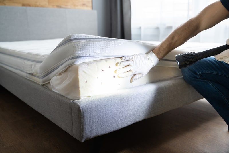 Bed bugs infesting bedding, effective elimination methods