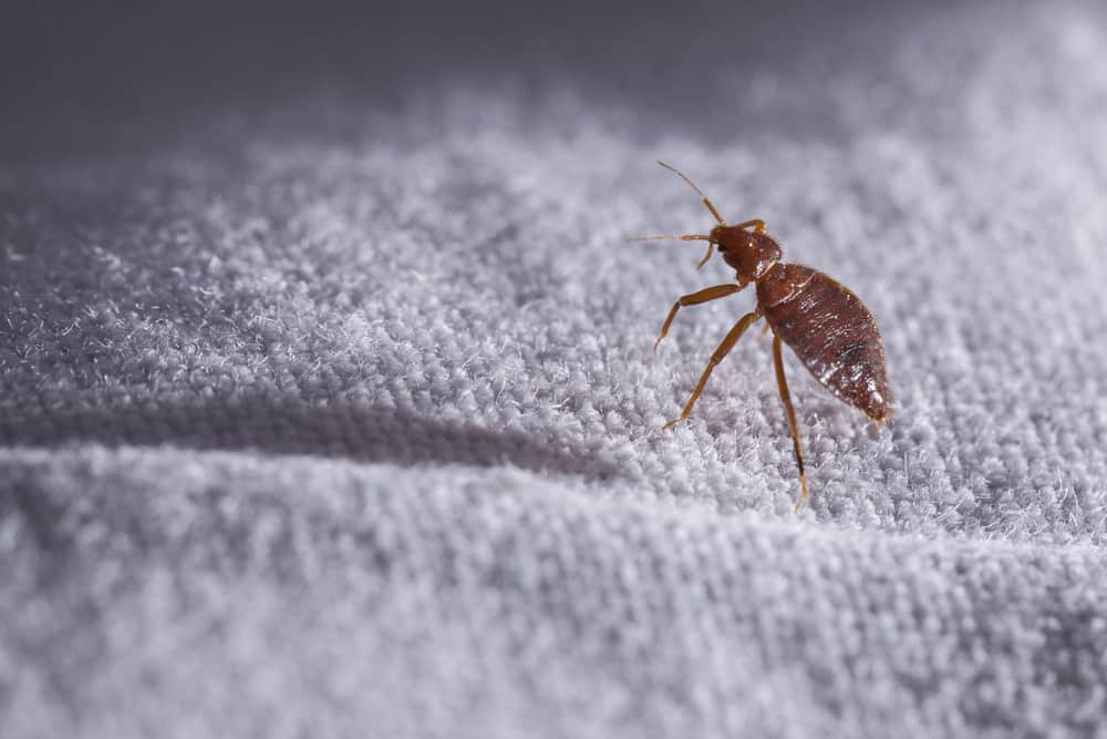 bed bug pests