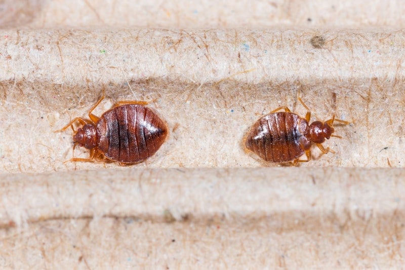 bed bug powder