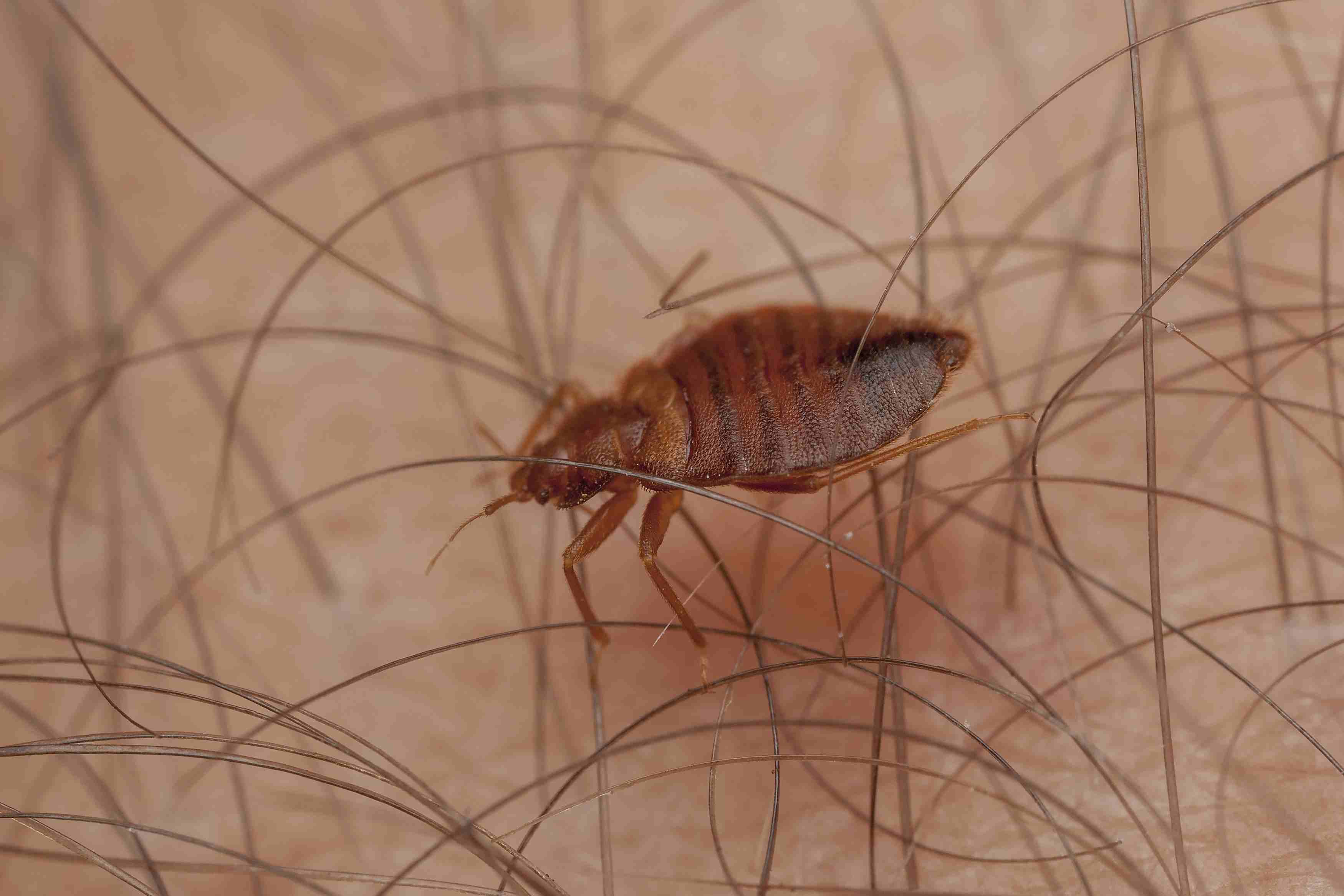 bed bug size