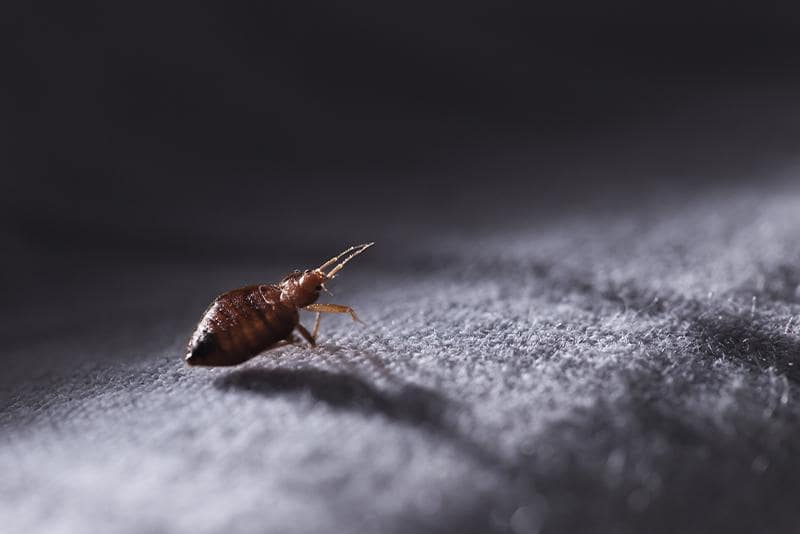 bed bug on sofa