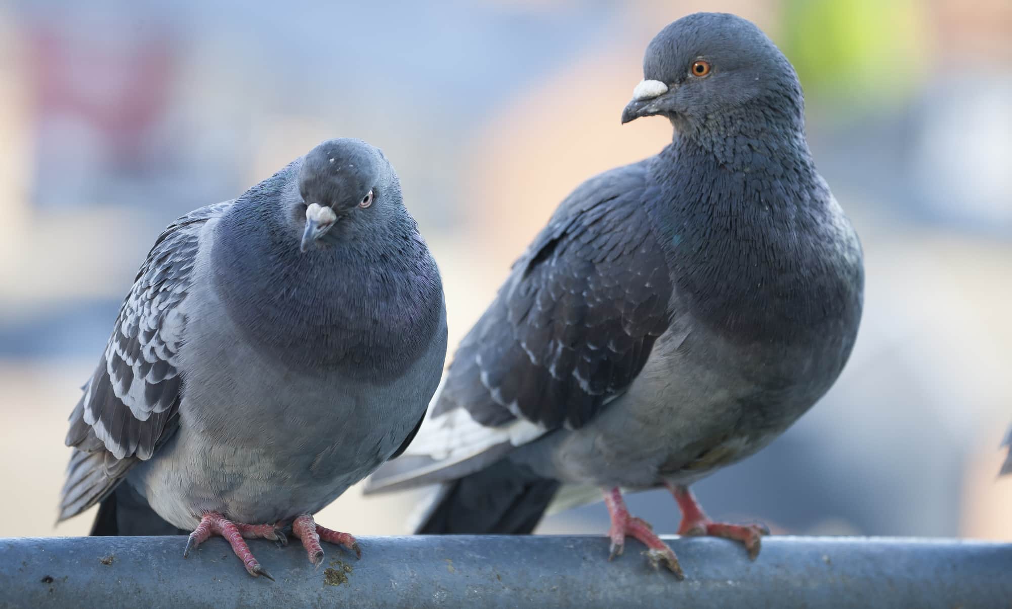 bird-in-winter