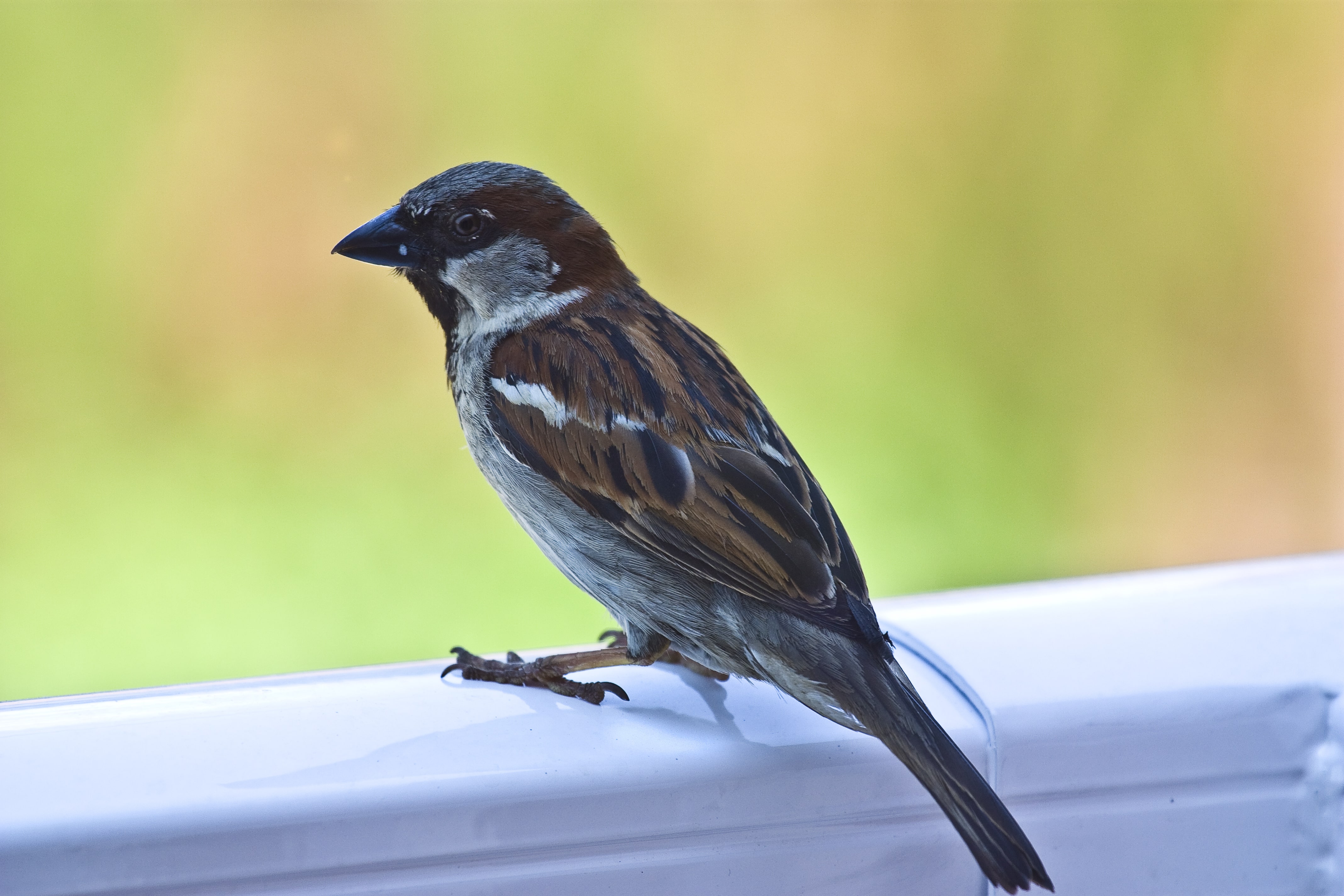 bird perched on railing