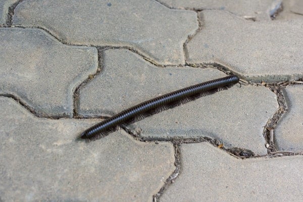 how to get rid of millipedes