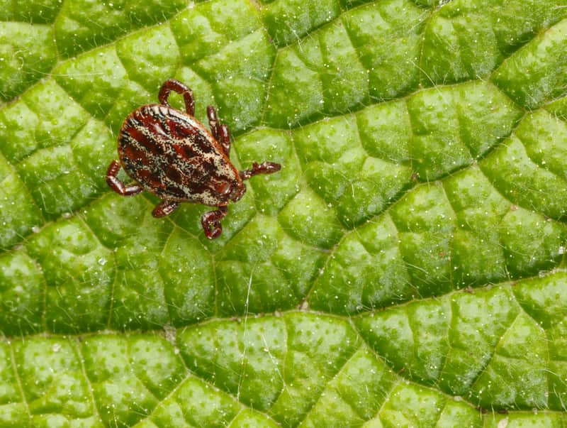 tick