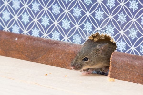 Small brown mouse poking its head out of a hole in a blue wallpapered wall