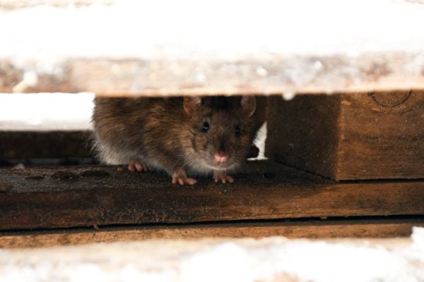 Brown rodent peering out from between stacked wooden boards