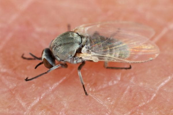 buffalo gnat