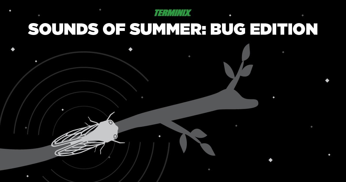 bug-sounds-of-summer