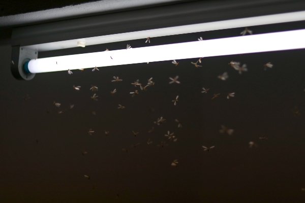 Led Lights Insects Are Insects Attracted to LED Lighting?