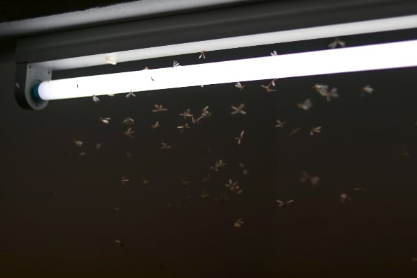 Bugs around light