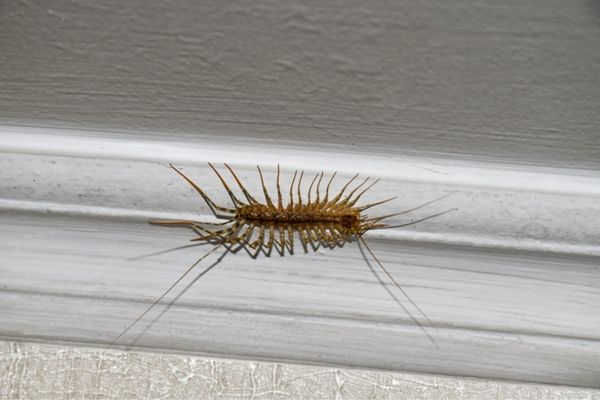 brown centipede on a white baseboard