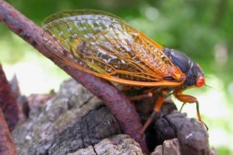 cicada on a rock