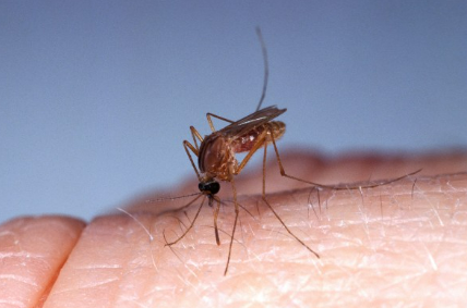 Mosquito biting human skin