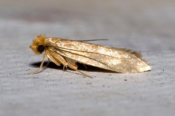 clothes moth