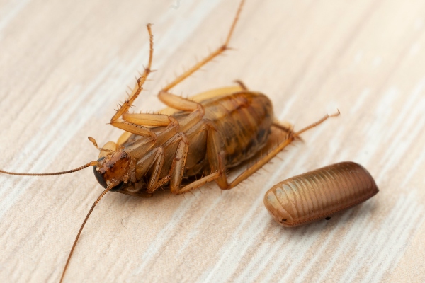 Cockroach Pest Control: Roach Extermination & Removal - Terminix