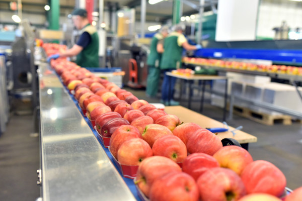 Apples in a food processing facility