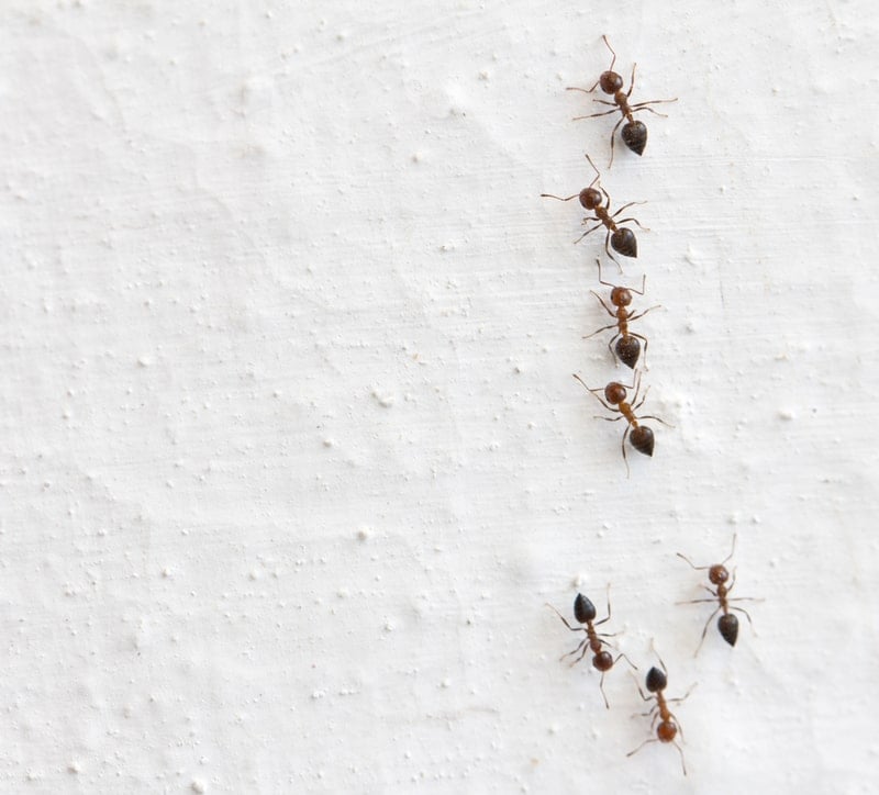 Diatomaceous Earth for Ants: How to Use & How Long It Takes
