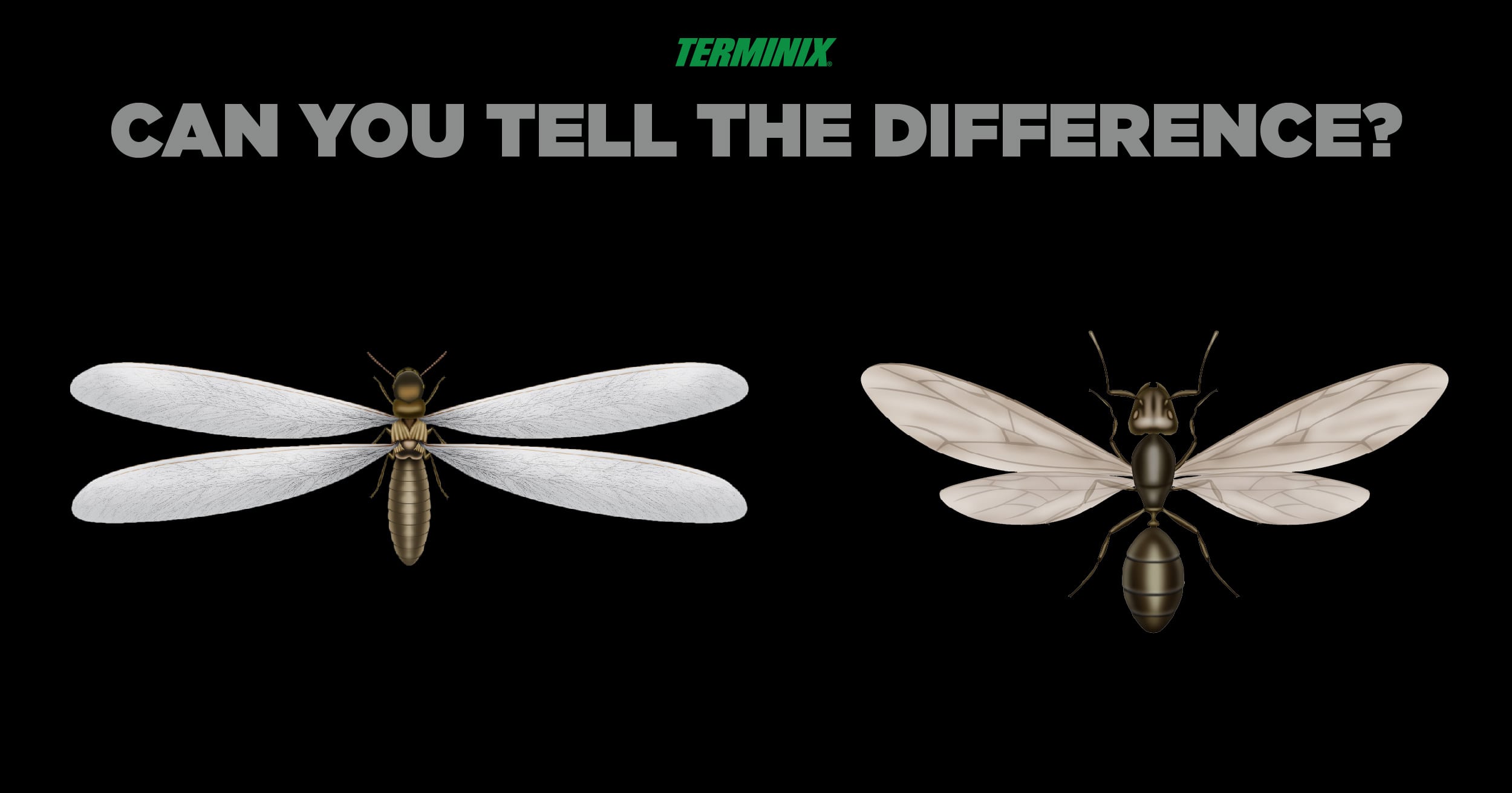 The differences between termites and ants