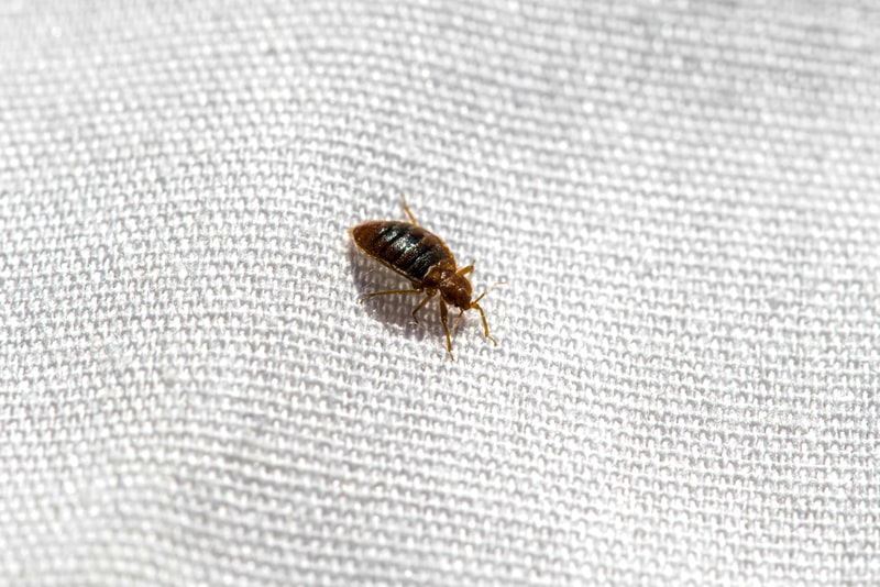 bed bug on a light beige fabric