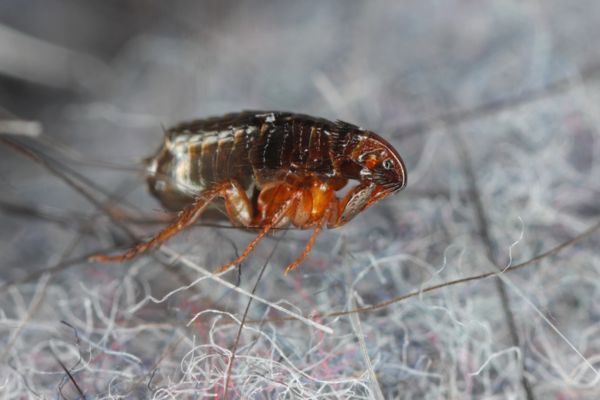 flea in carpet fibers