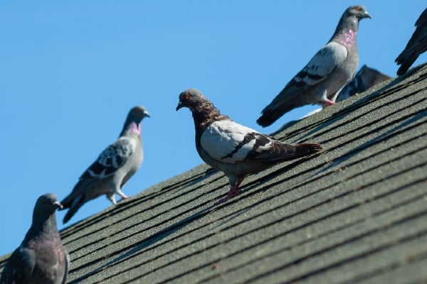 flock of pigeons