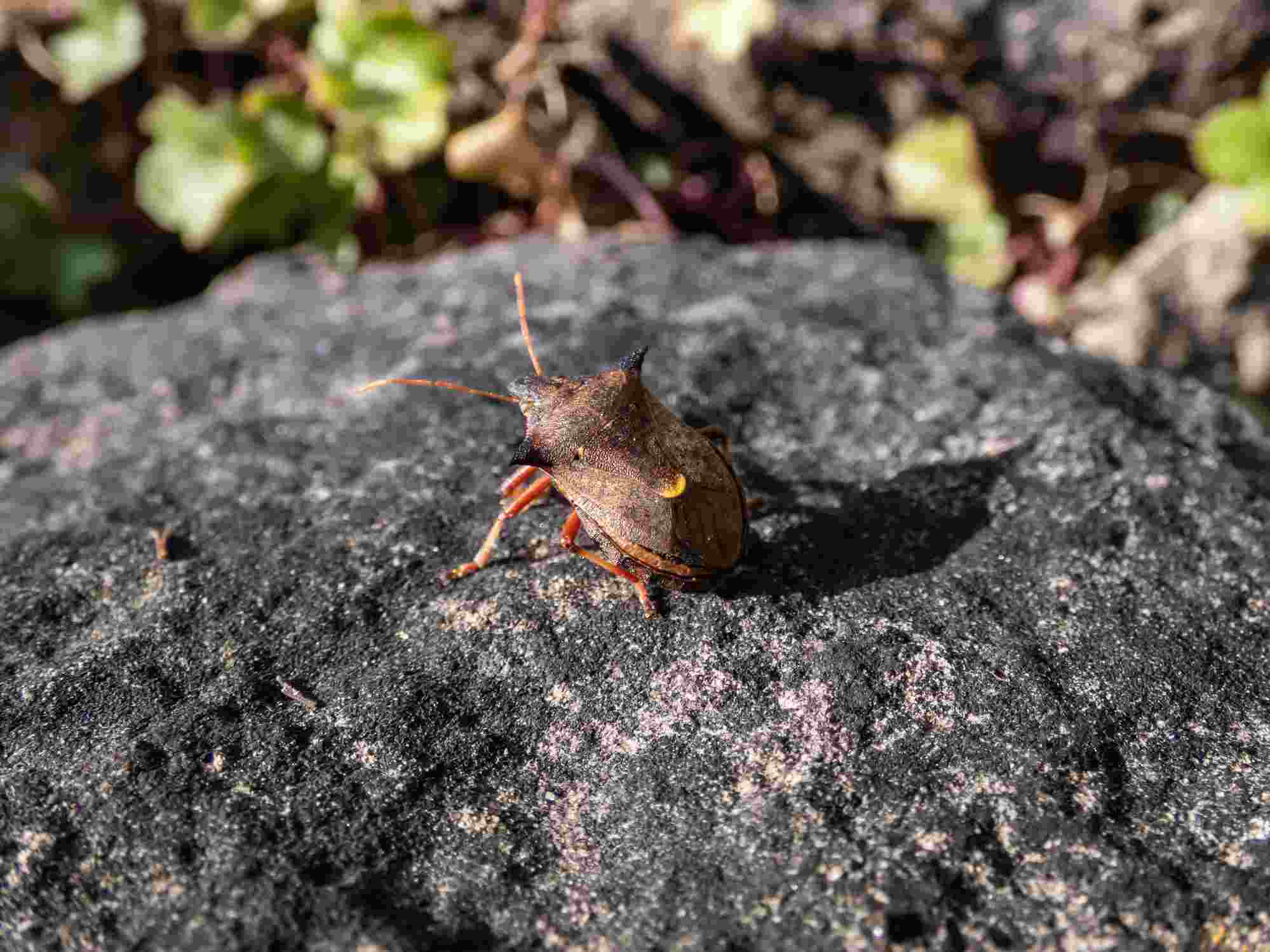 Stink Bug Types: What You Need to Know