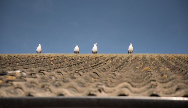 birds on a roof