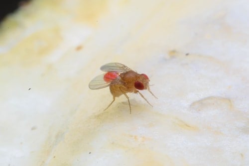 Fruit fly