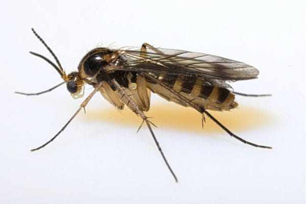 fungus gnat