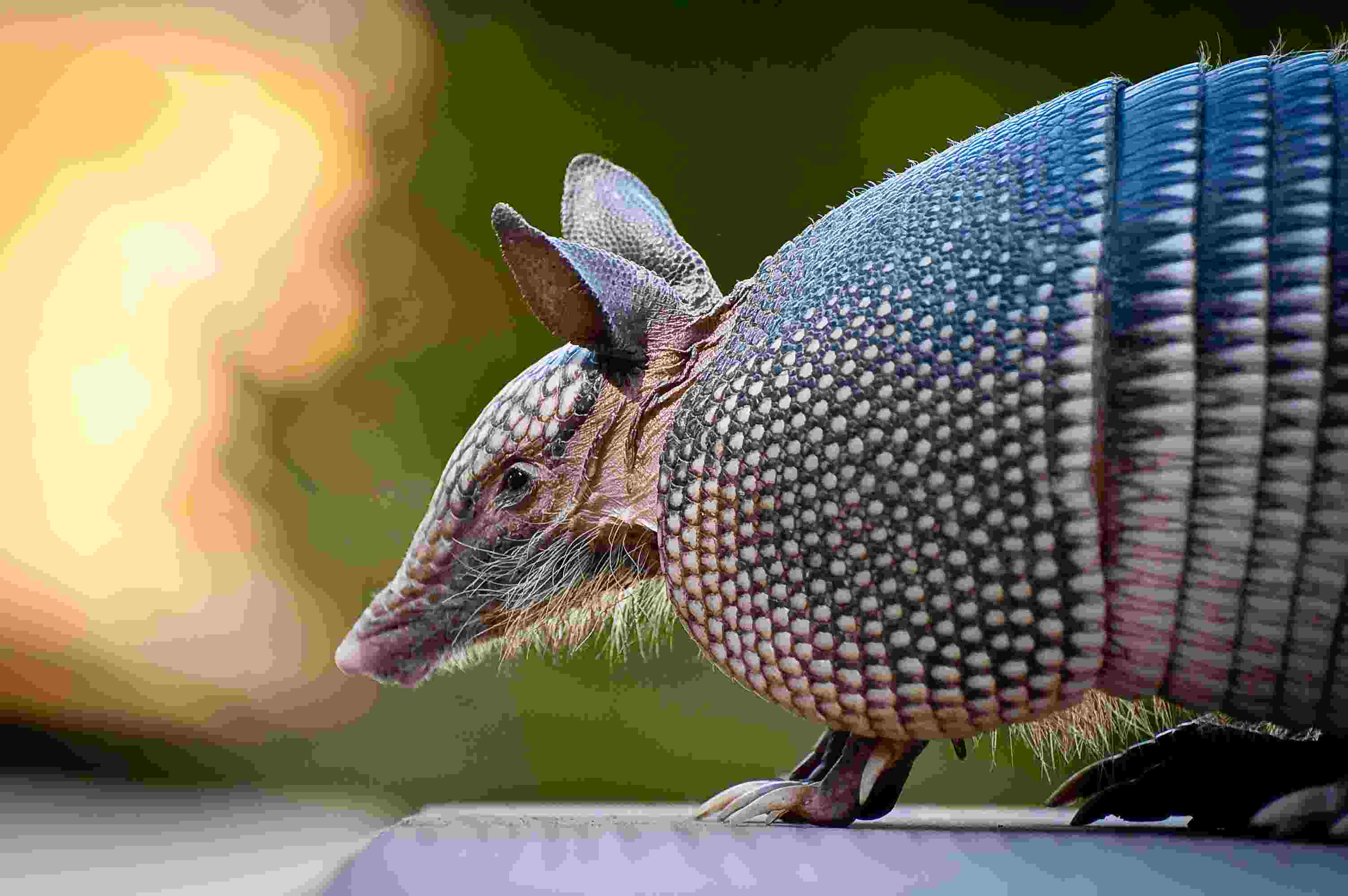 How to Get Rid of an Armadillo, Control