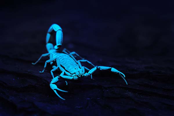 Why Do Scorpions Glow Under Blacklight Terminix why-do-scorpions-glow-under-blacklight-terminix