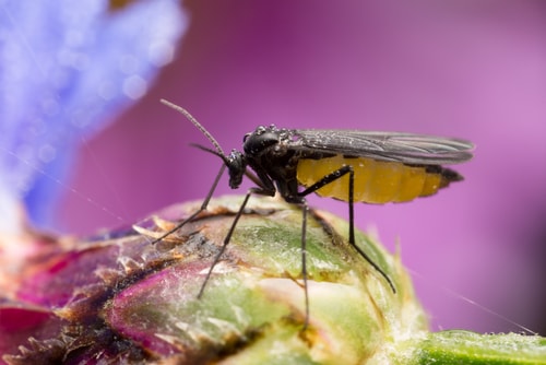gnat