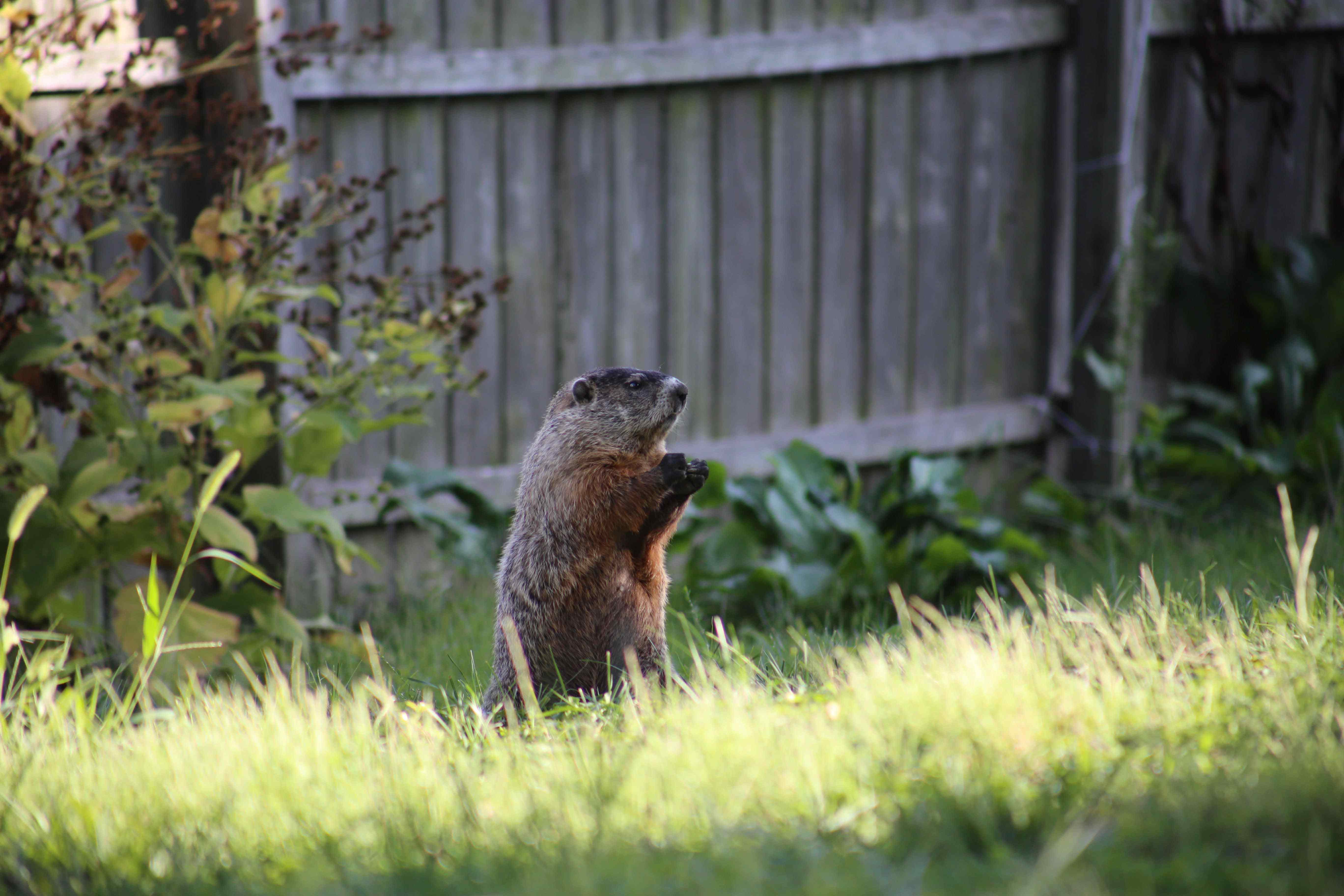 Groundhog Control Machine Tube The Truth About Groundhog Poison | Terminix