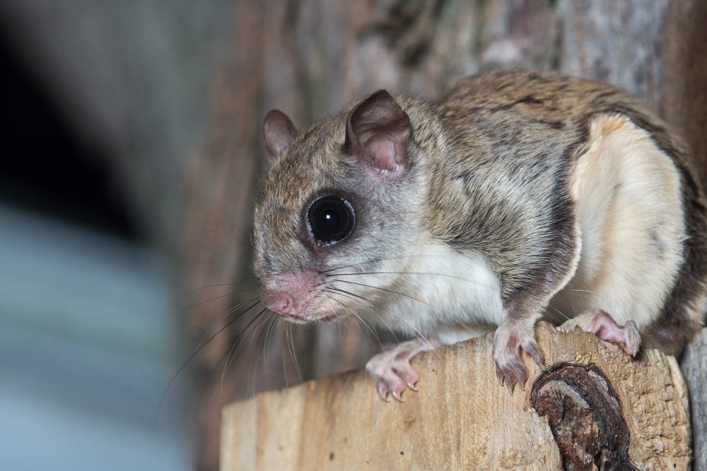 flying squirrel