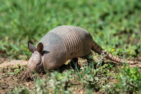 A nine-banded armadillo using its snout and front claws to dig into the dirt on a grassy lawn.