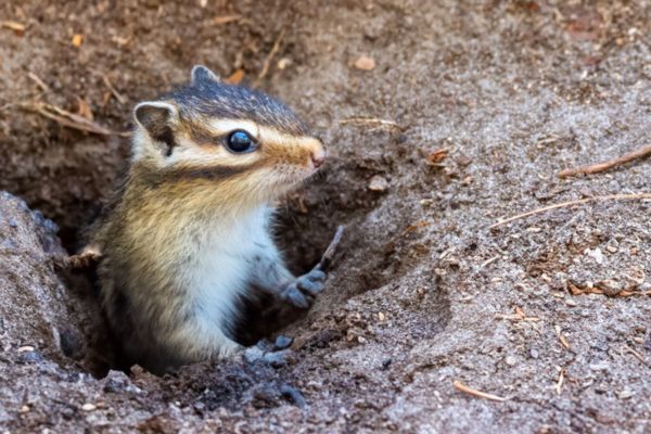Close-up of a small striped chipmunk peeking out from its entrance hole in sandy soil.