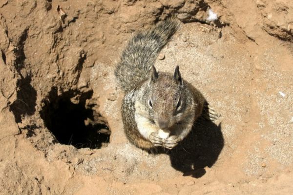 High-angle shot of a ground squirrel holding food in its paws next to an open burrow hole in the dirt.