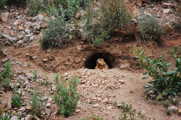 A groundhog resting inside a large dirt burrow opening on a rocky, brush-covered hillside.