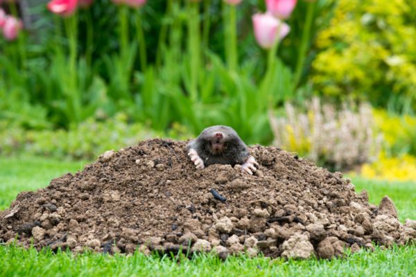 A mole poking its head and large digging paws out from the top of a fresh dirt molehill on a green lawn with pink tulips in the background.