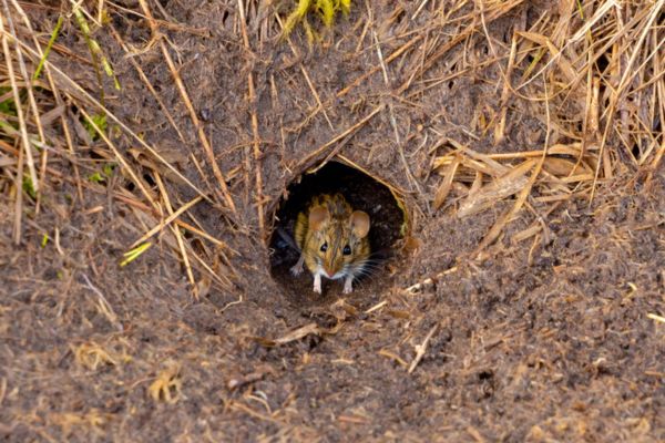 A small brown mouse peeking its head out of a circular ground burrow surrounded by dry grass and dirt.