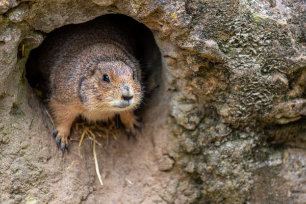 A prairie dog emerging from the entrance of a underground rocky soil burrow.