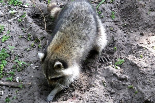 Top-down view of a raccoon foraging and digging in loose garden soil with its front paws.